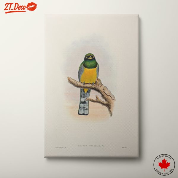 Colorful Trogon Bird Art