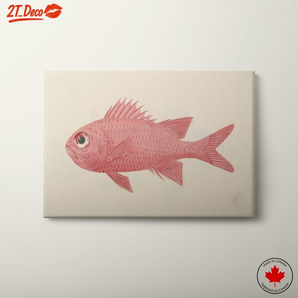 Detailed Anatomical Study of a Fish