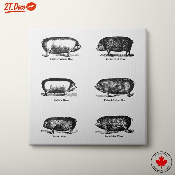 Vintage Farm Animal Illustrations of Hogs