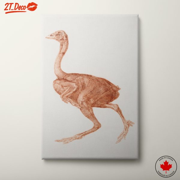 Anatomical Representation of a Bird-like Creature