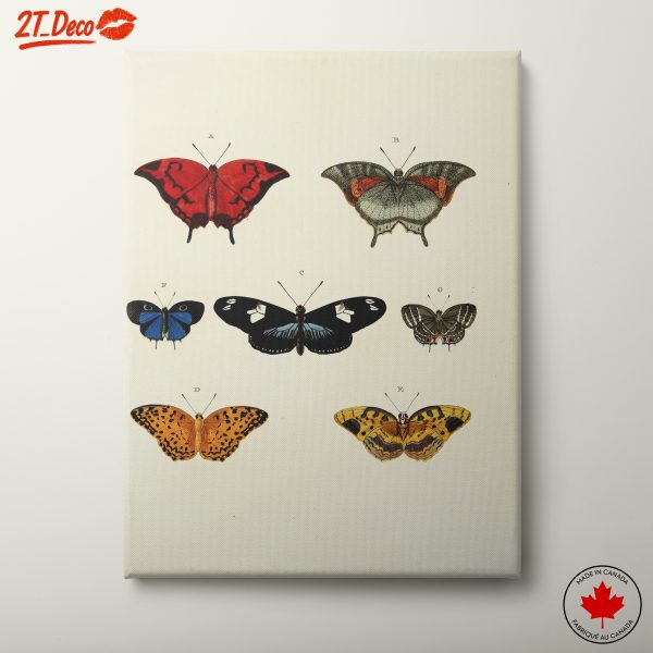 Colorful Butterflies Collection Art
