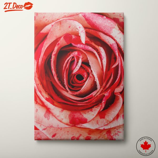 Stunning Close-Up Rose Art