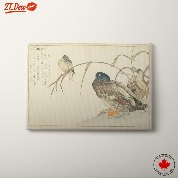 Muted Colors of Various Bird Species