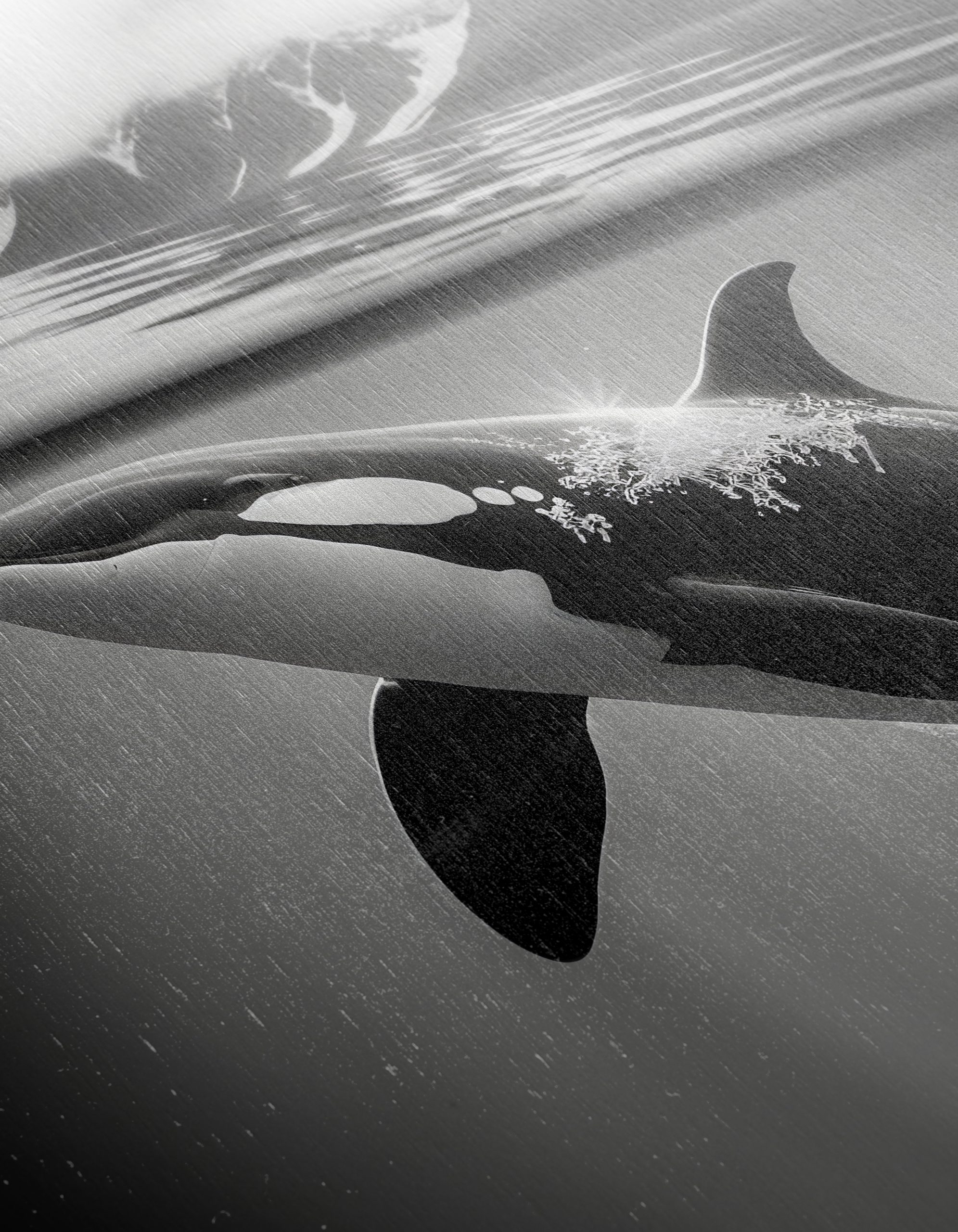 Majestic Orca Underwater - Image 12