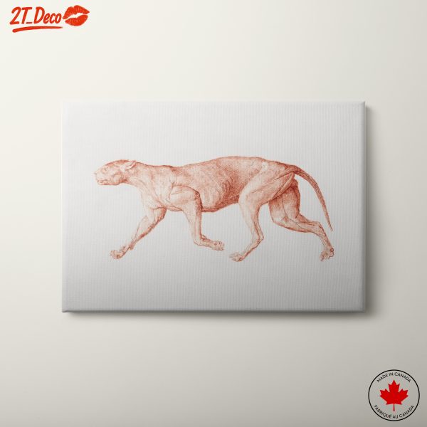 Detailed Anatomical Drawing of a Running Animal