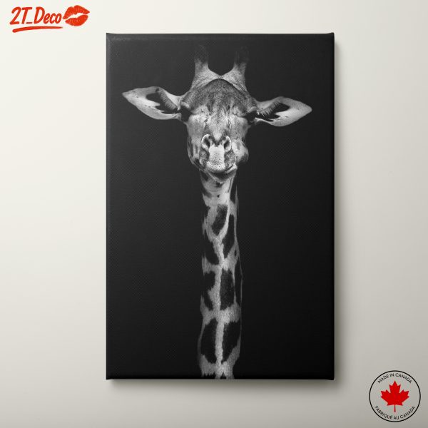 Stunning Black and White Giraffe