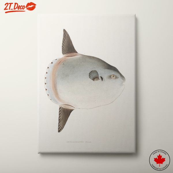Abstract Marine Life Sunfish Art