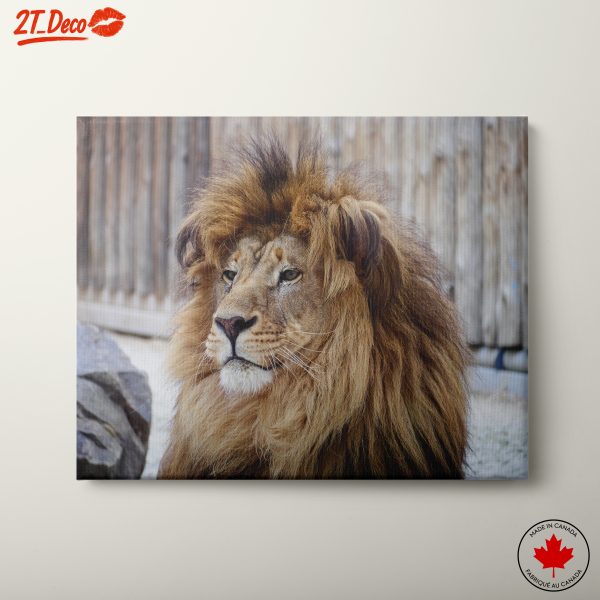 Majestic Lion Portrait in Natural Setting