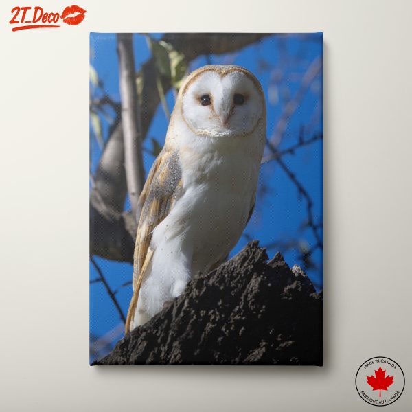Detailed Owl on Tree