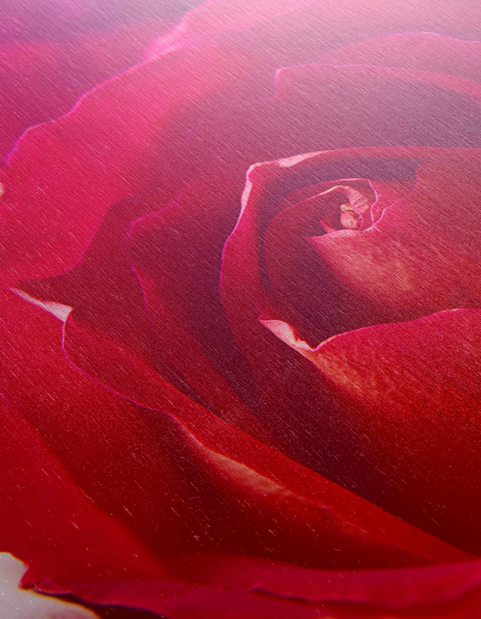 Stunning Close-Up Rose Art 2 - Image 12