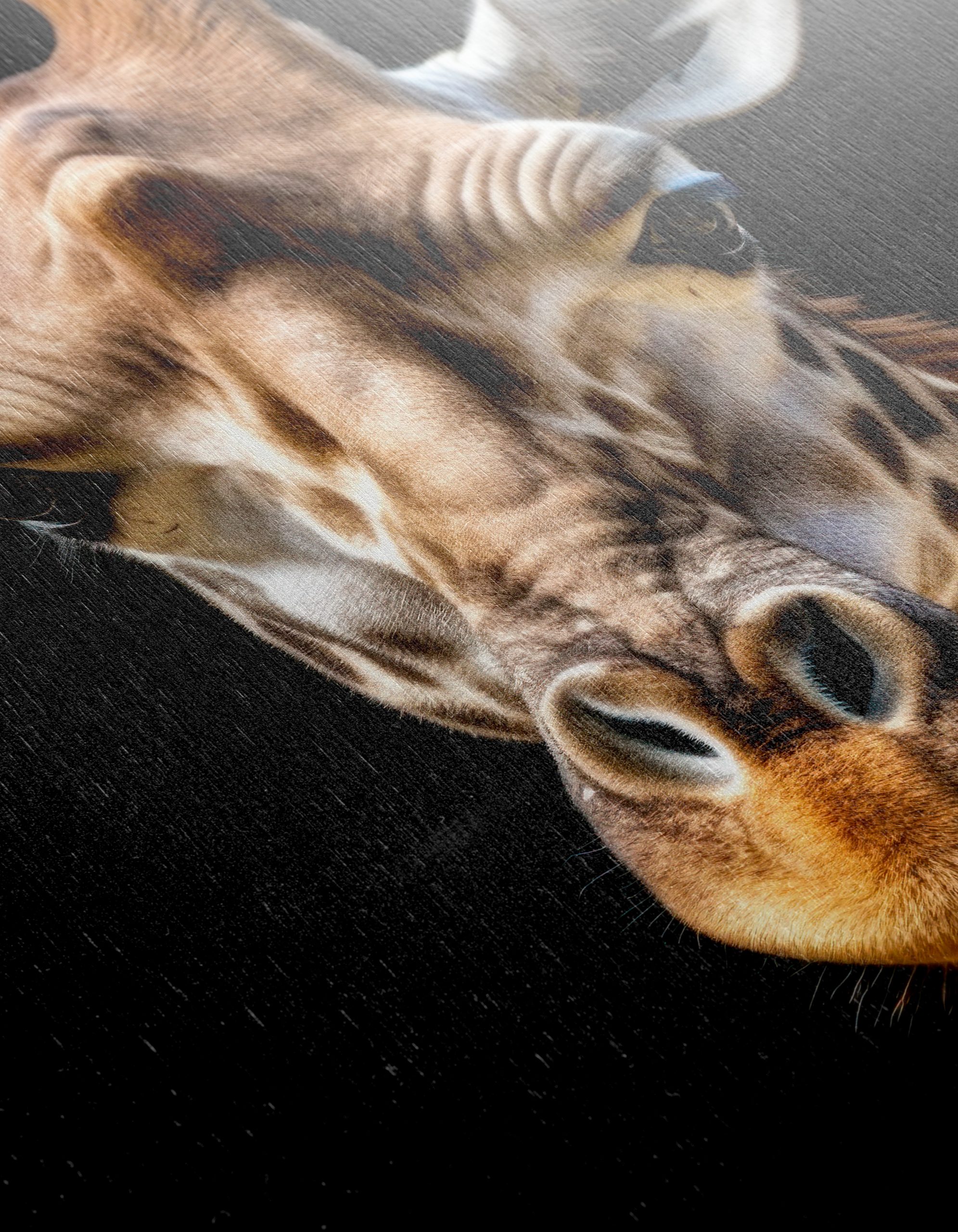 Detailed Giraffe Portrait on Black Background - Image 12