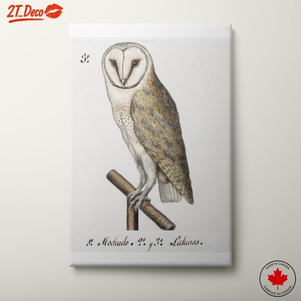 Detailed Illustration of a Barn Owl