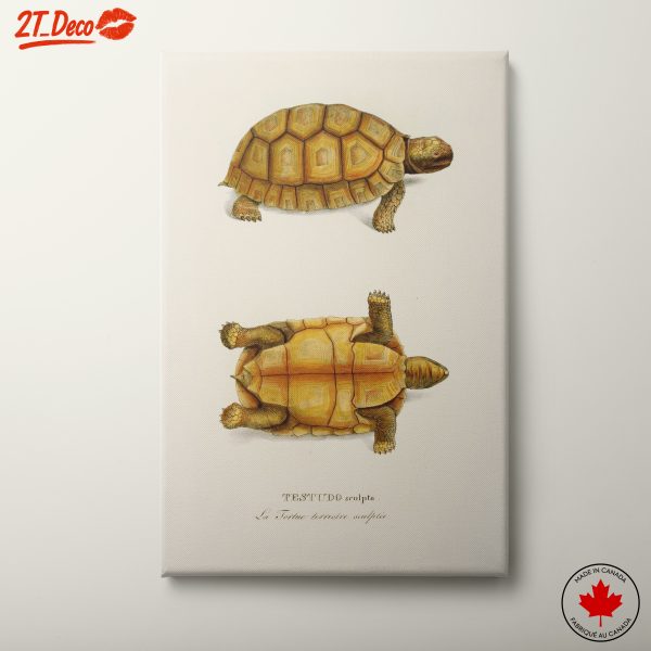 Detailed Anatomical Study of Tortoise