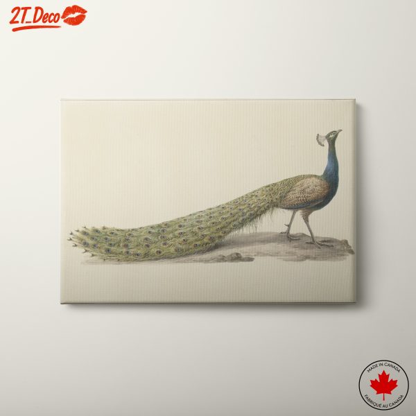 Beautiful Peacock Illustrated Art