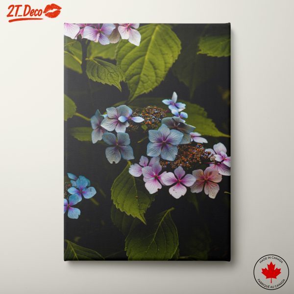 Delicate Hydrangea Flowers in Nature