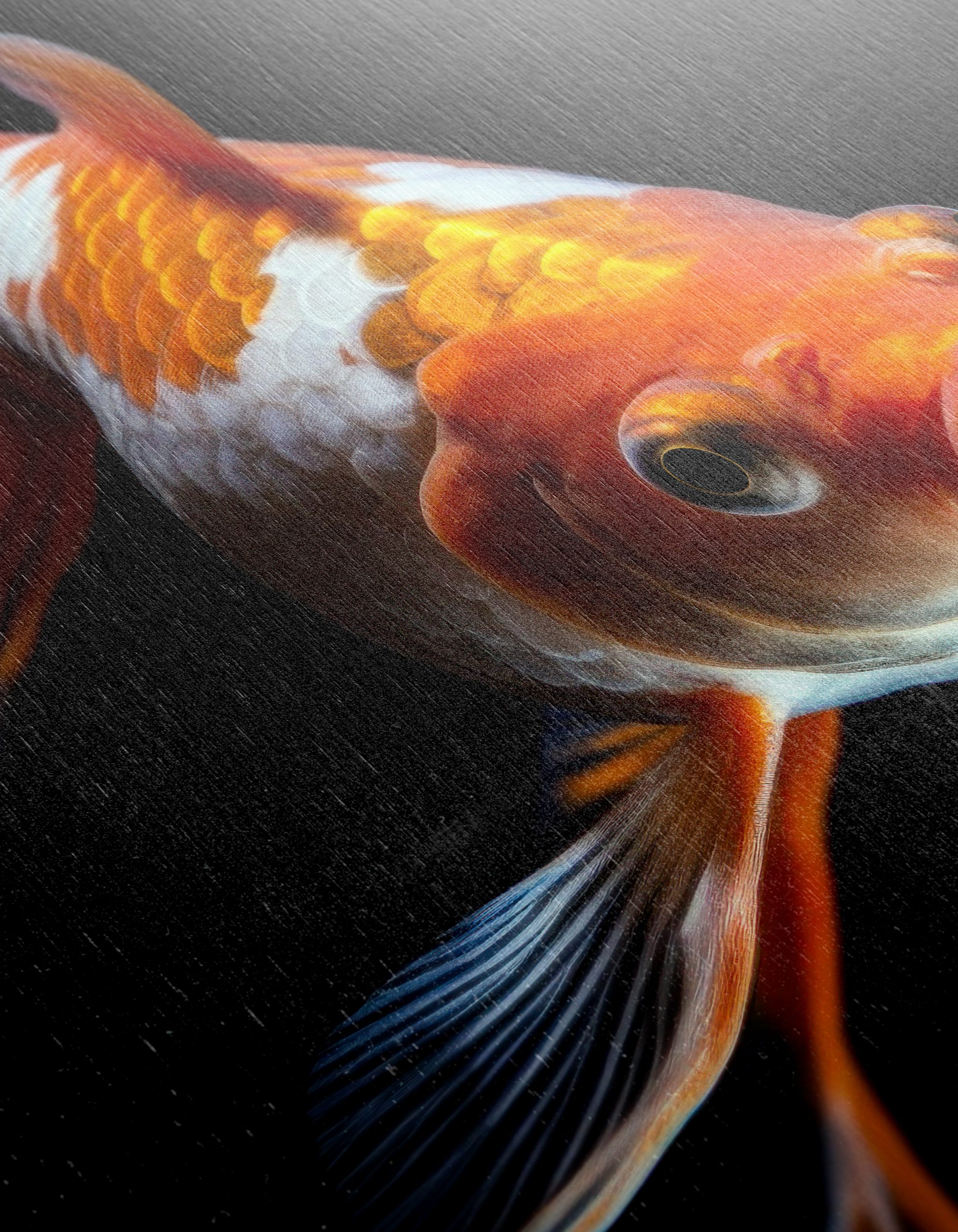 Stunning Goldfish Wall Art - Image 12