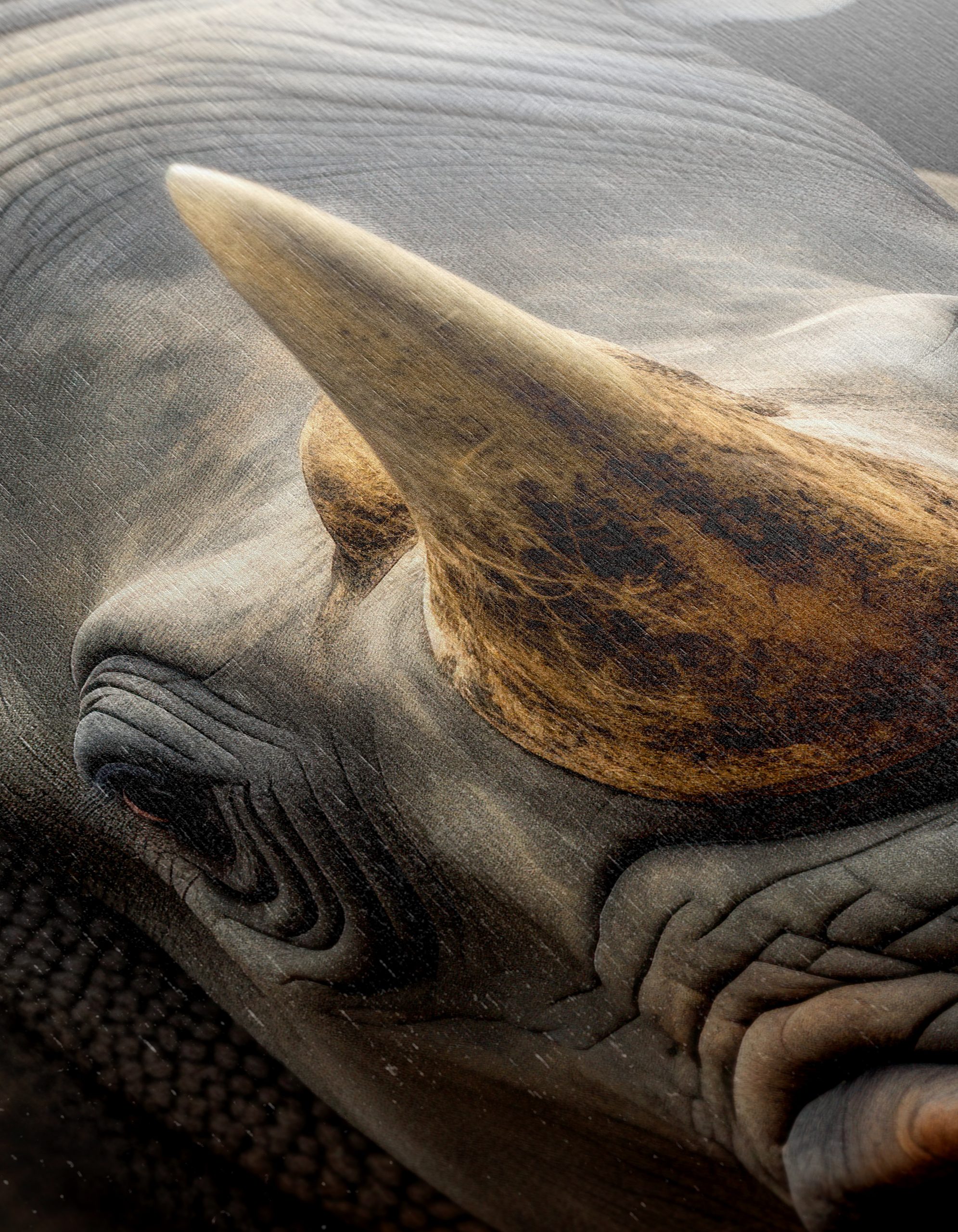 Majestic Rhinoceros Portrait Art - Image 12