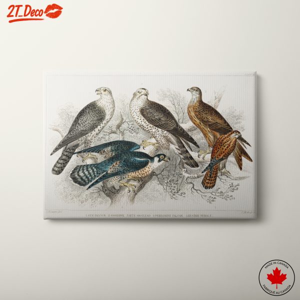 Exquisite Bird Illustrations in Nature