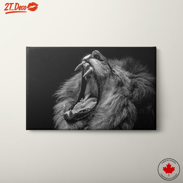 Majestic Lion Yawning Black and White