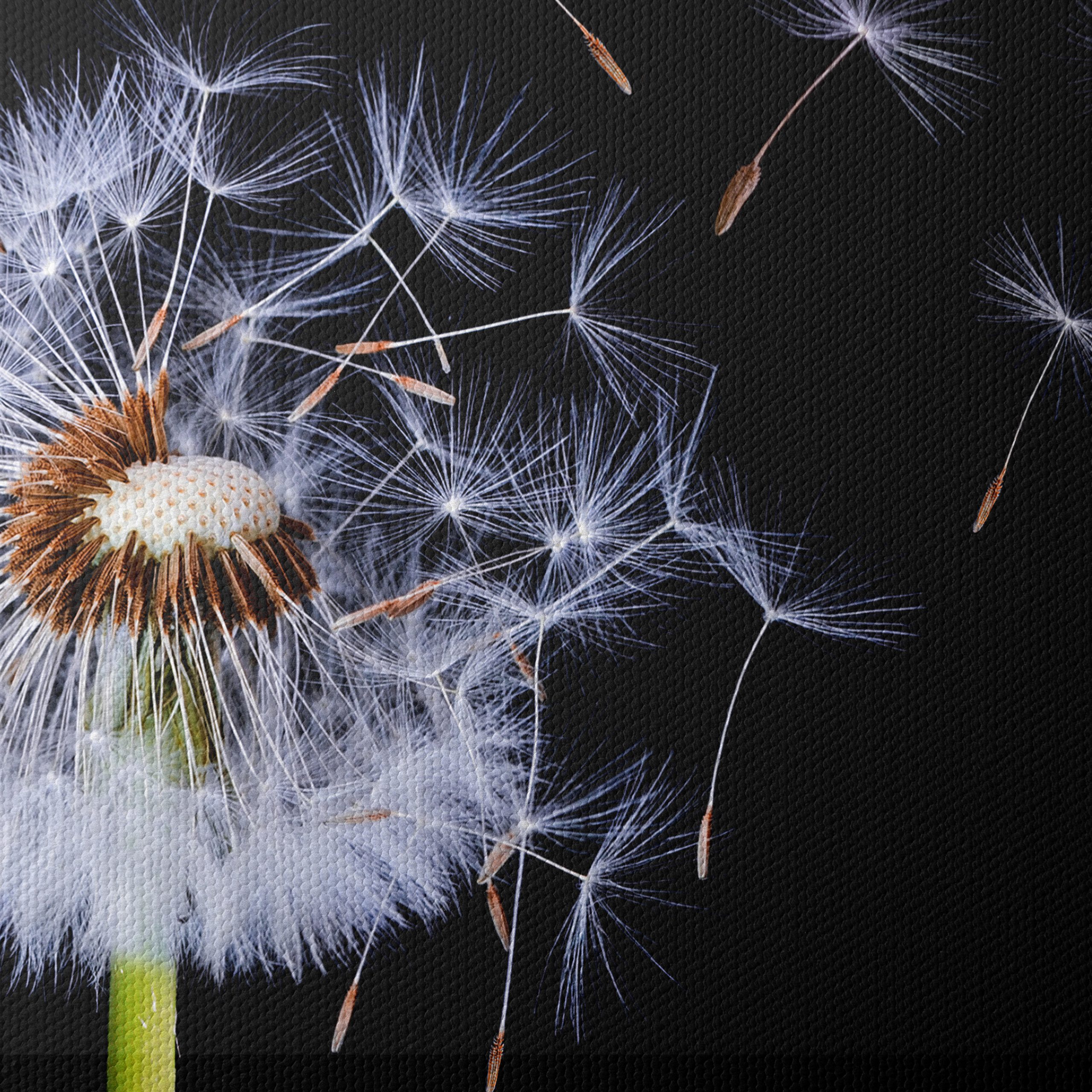 Dandelion Seeds in the Air - Image 4