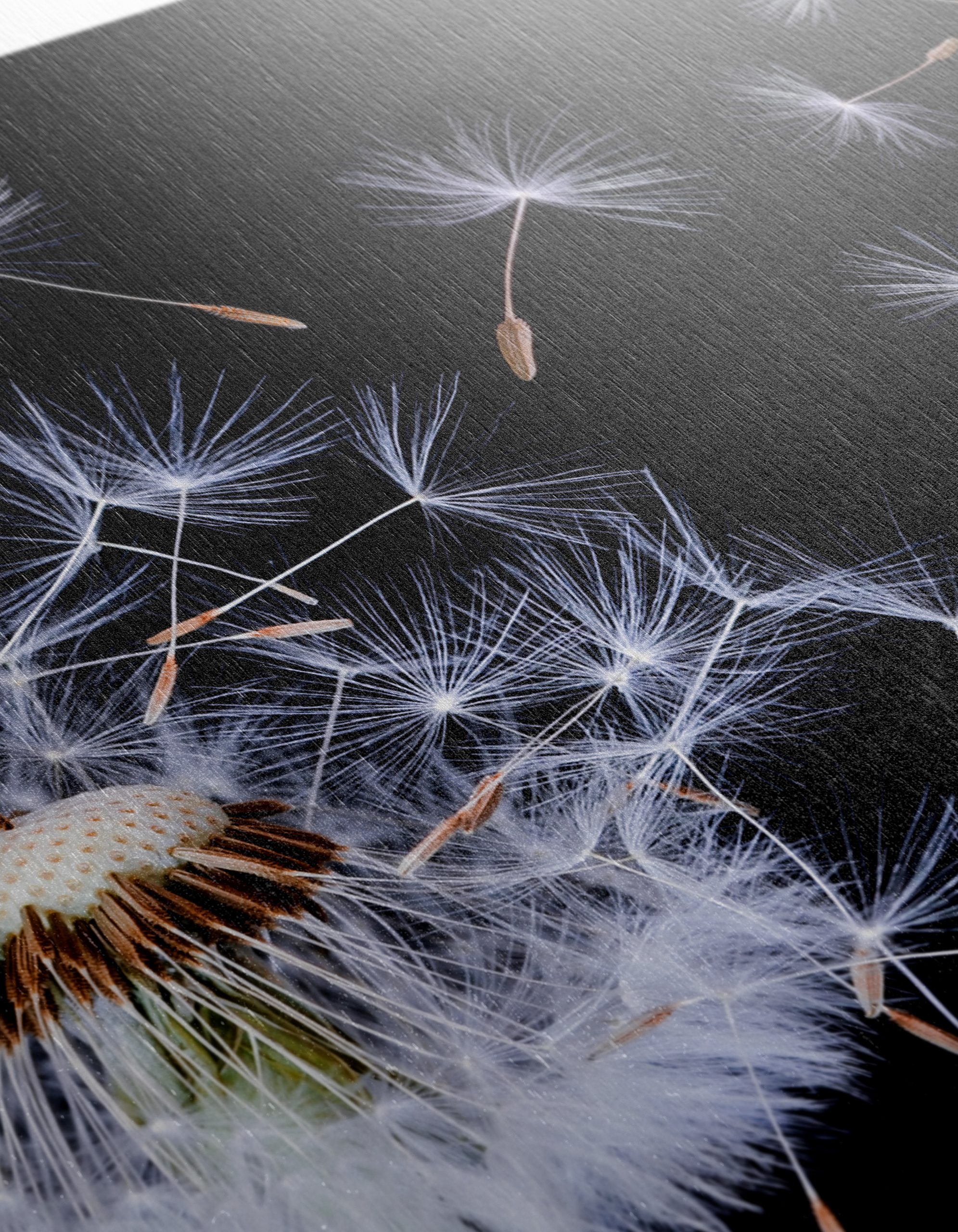Dandelion Seeds in the Air - Image 12