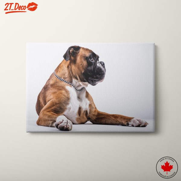 Stylish Dog Portrait for Pet Lovers