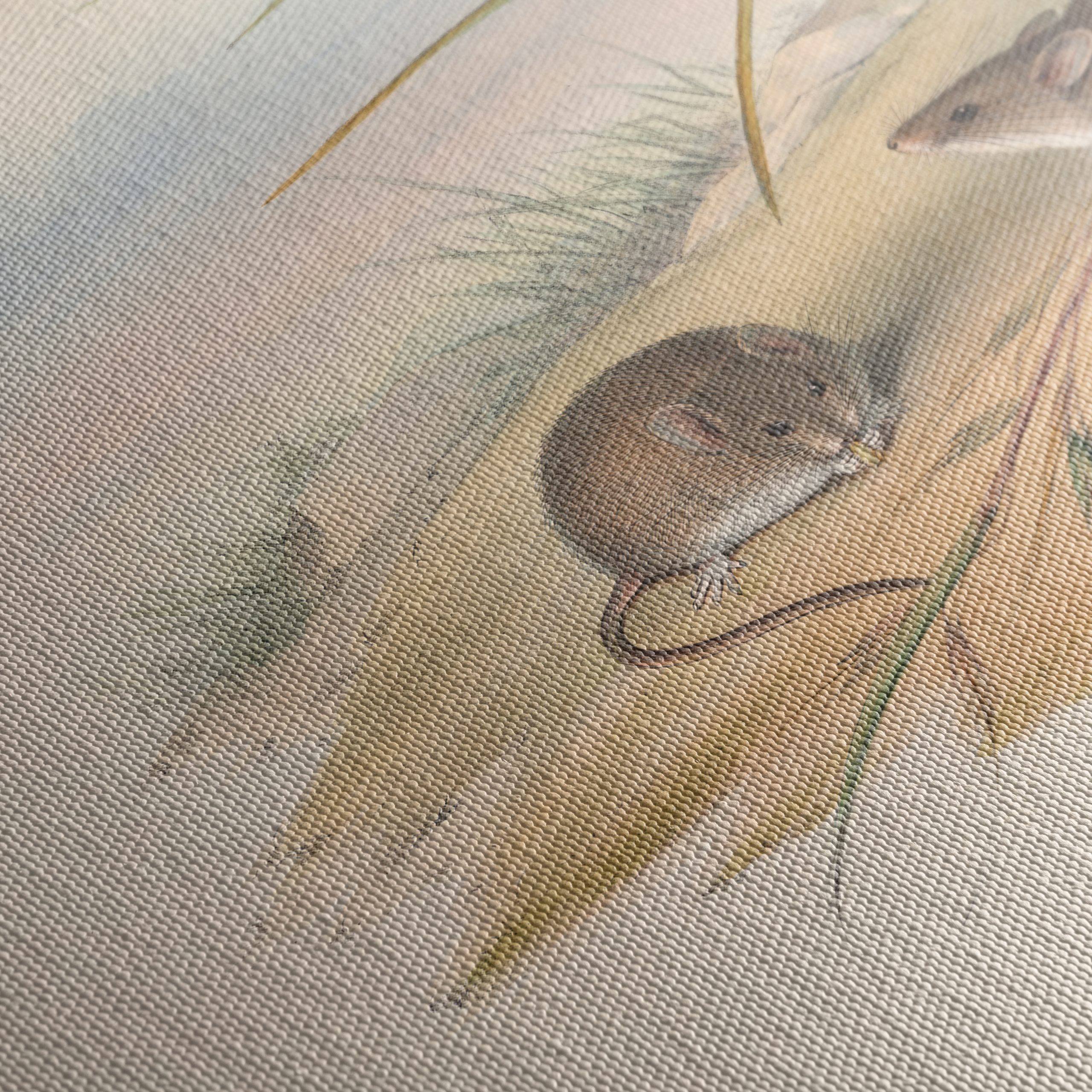Delicate Study of Small Animals in Nature - Image 5