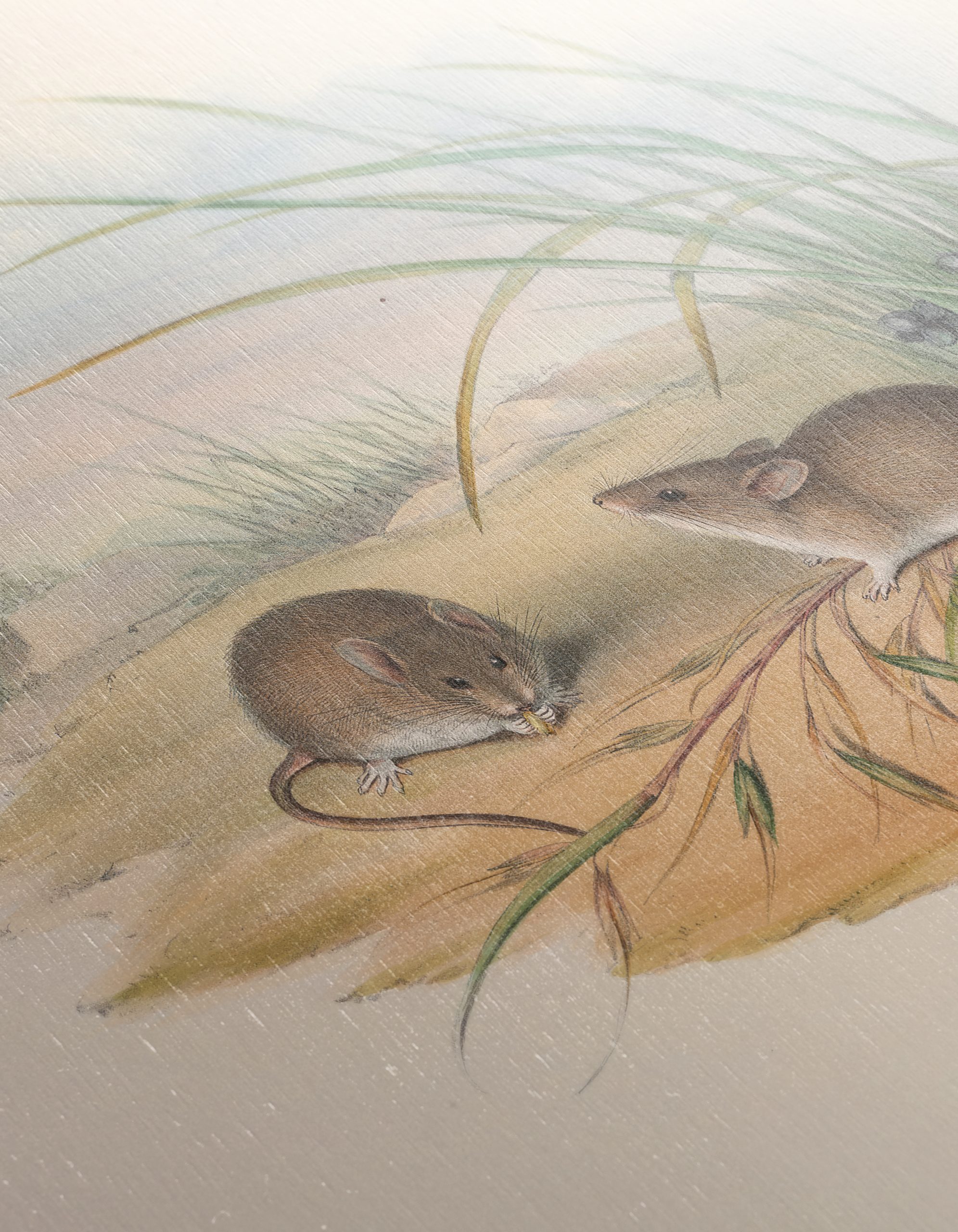 Delicate Study of Small Animals in Nature - Image 12
