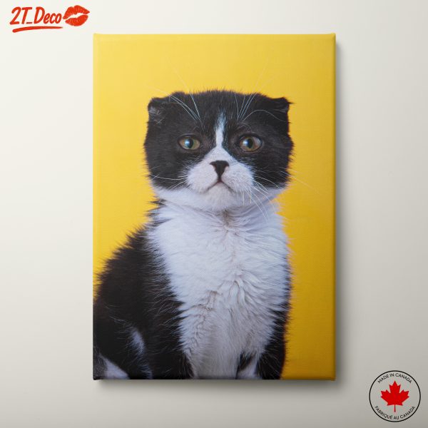 Cute Black and White Cat Portrait on Yellow