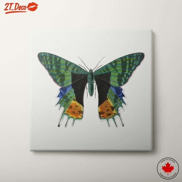 Colorful Butterfly Illustration Art