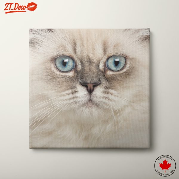 Close-Up of Blue-Eyed Cat