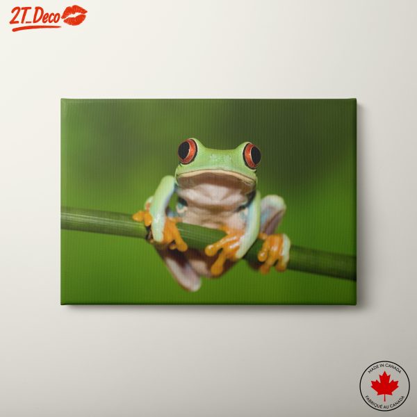 Colorful Frog Sitting on a Branch