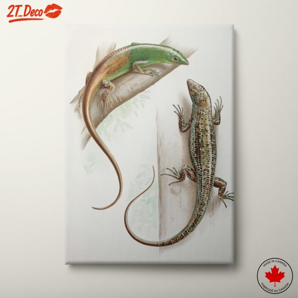 Detailed Amphibian Illustration of Lizards