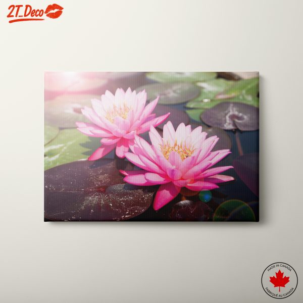 Vibrant Water Lilies in Bloom