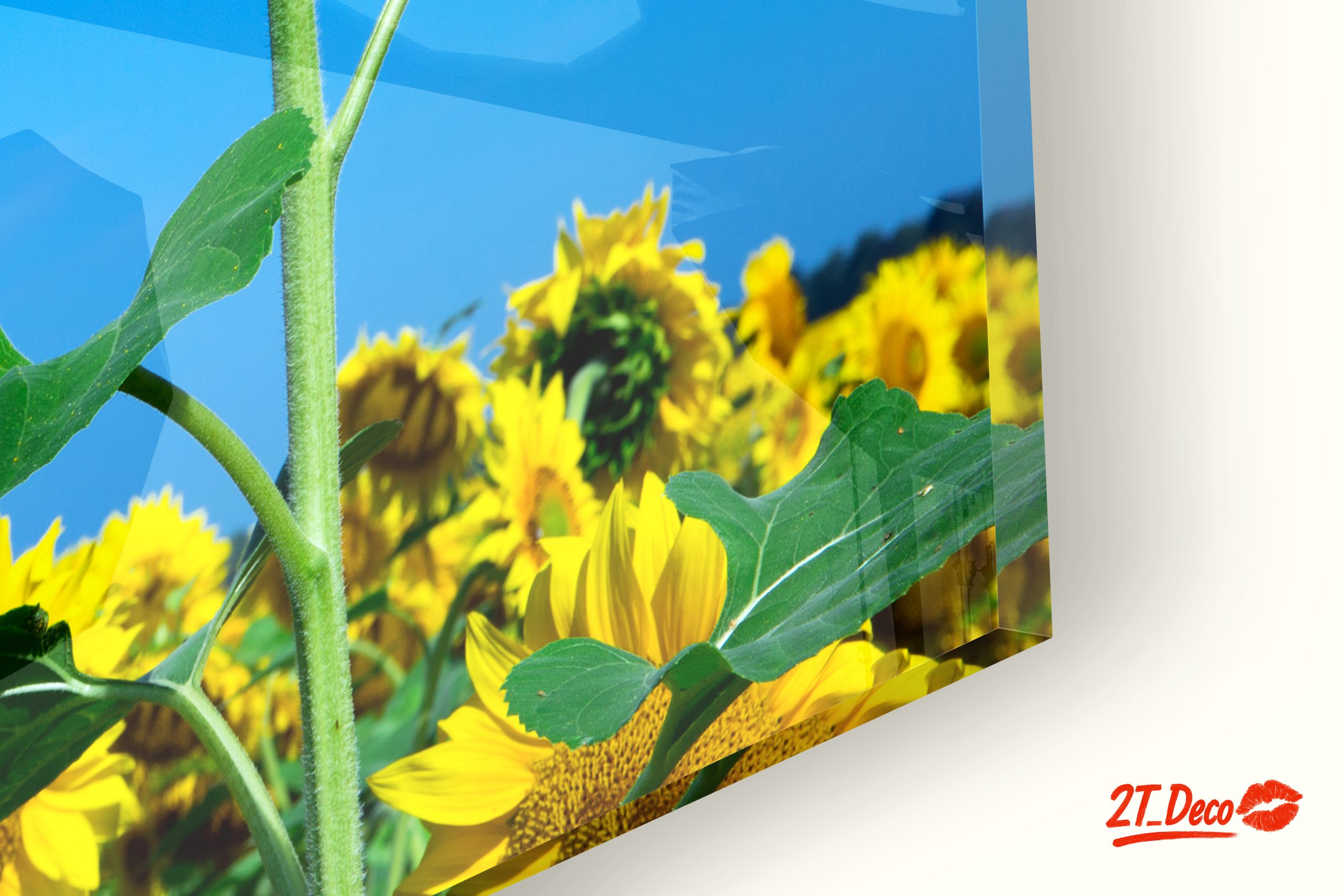Vibrant Sunflower Field Under Clear Blue Sky - Image 9