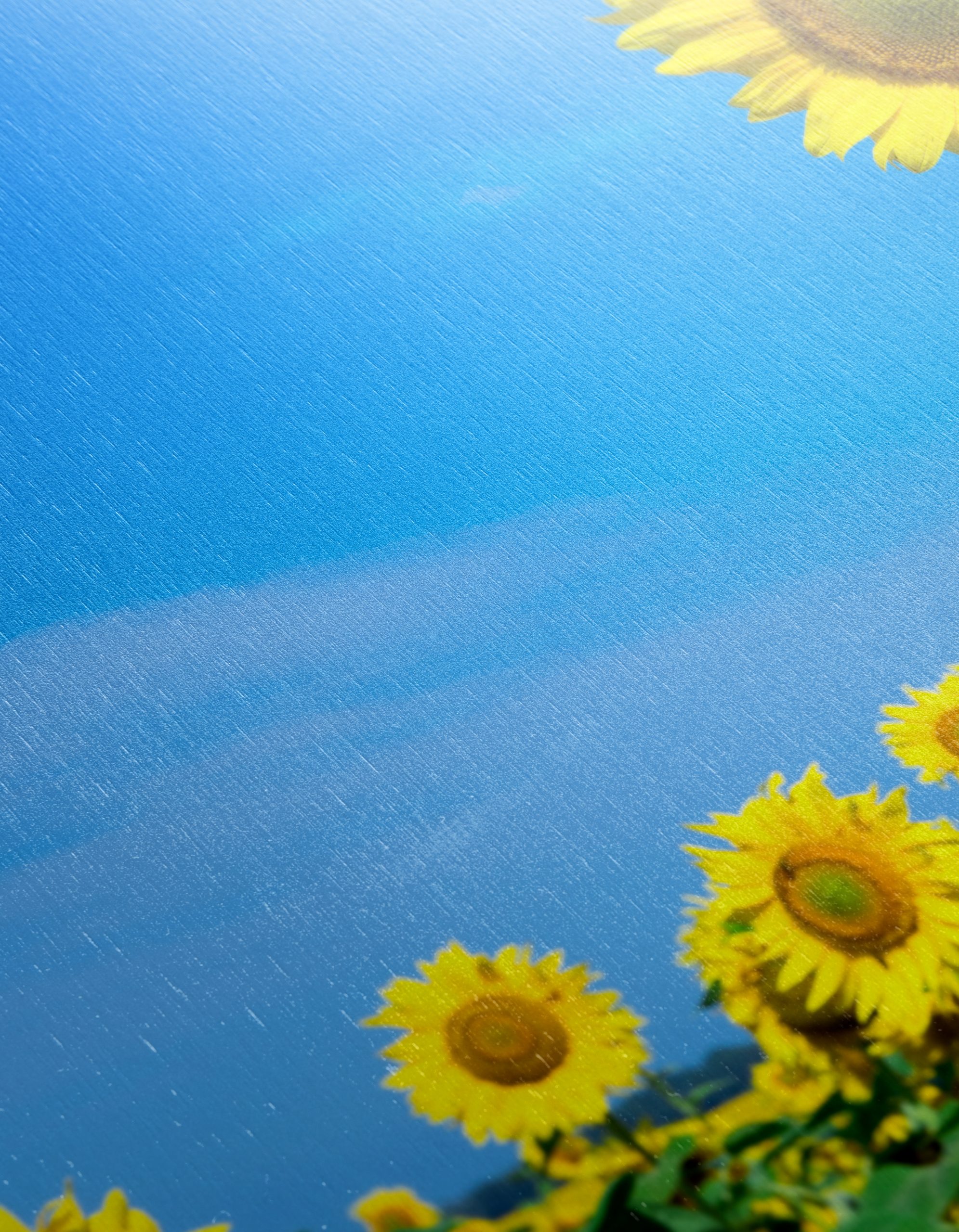 Vibrant Sunflower Field Under Clear Blue Sky - Image 12