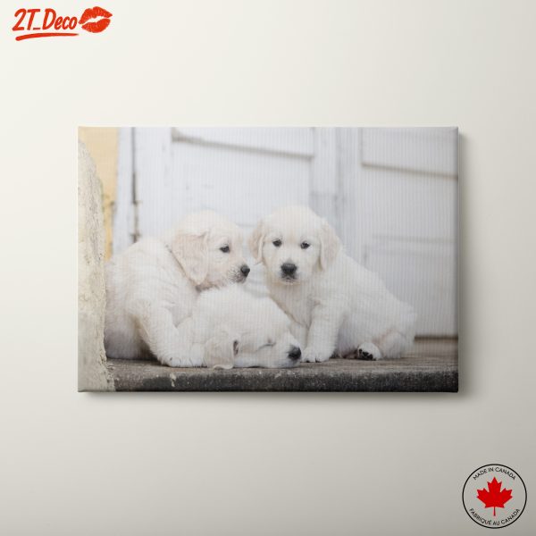 Cute Golden Retriever Puppies Sitting Together