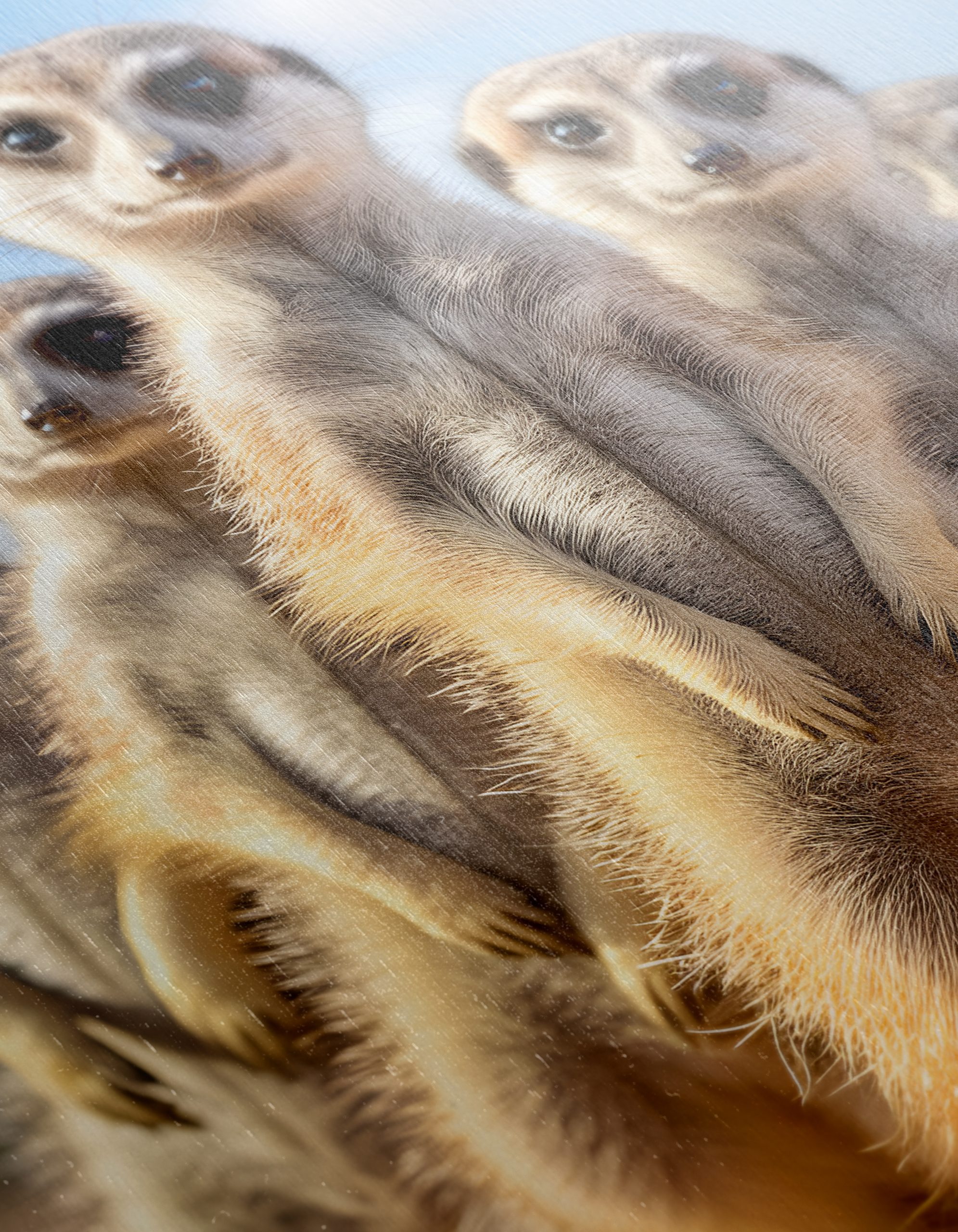 Meerkats Standing Together in the Wild - Image 12
