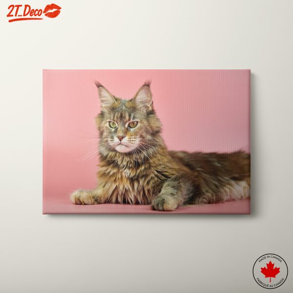 Playful Maine Coon Cat Portrait