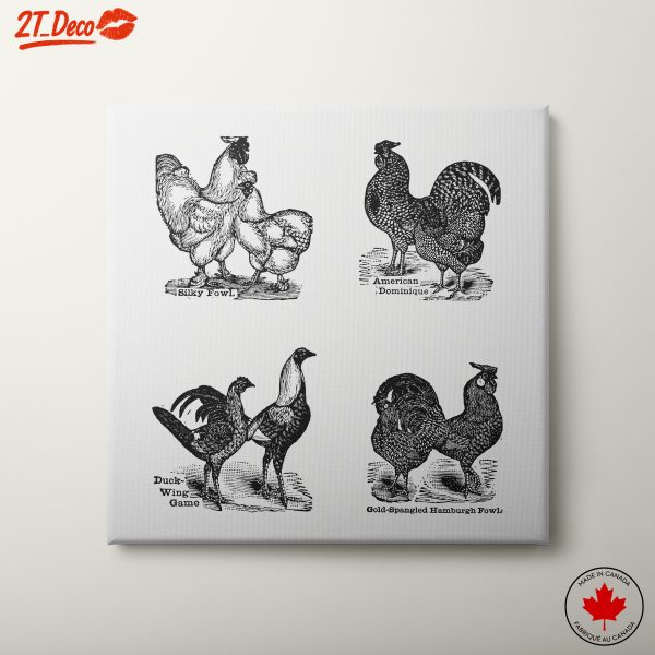 Detailed Illustrations of Chicken Breeds