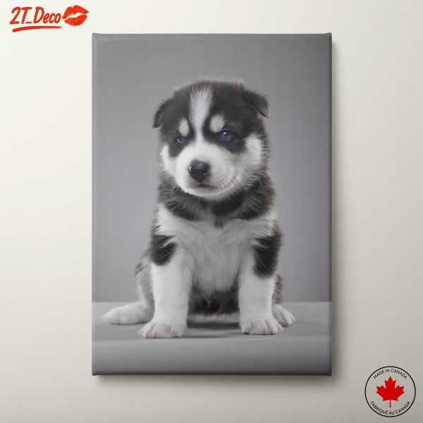 Cute Siberian Husky Puppy Portrait