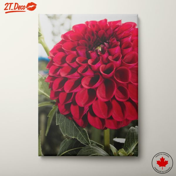 Stunning Red Dahlia Flower Art