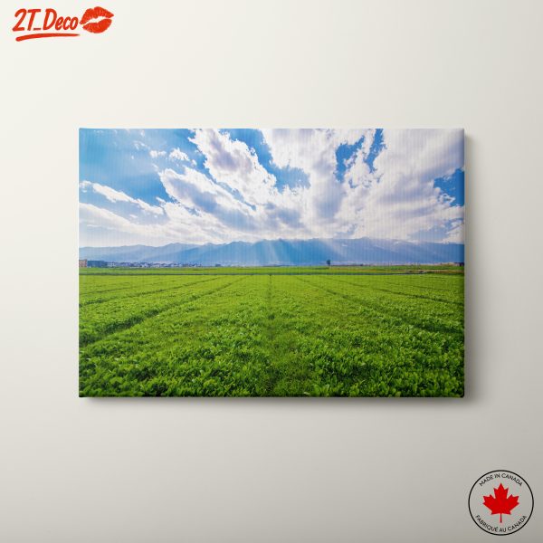 Lush Green Field Under Dramatic Sky