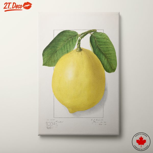 Lemon Abstract Art for Contemporary Kitchens