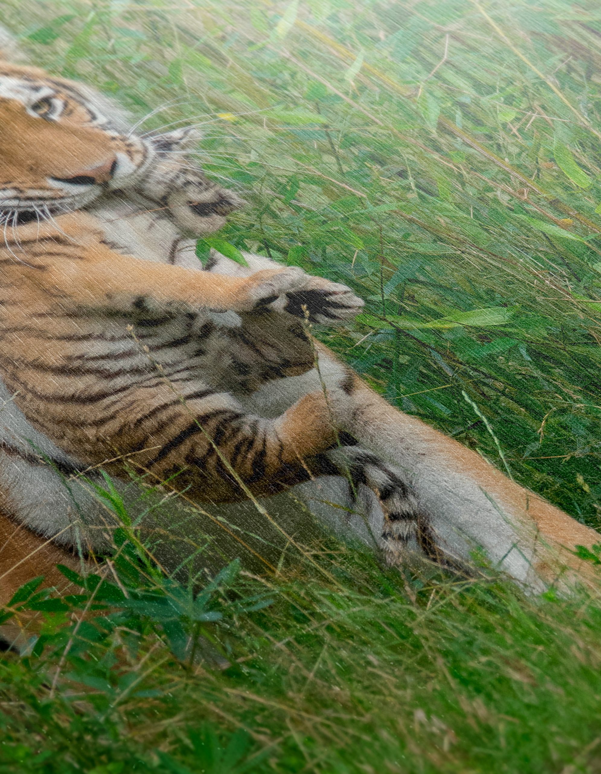 Mother Tiger with Cub in Lush Greenery - Image 12