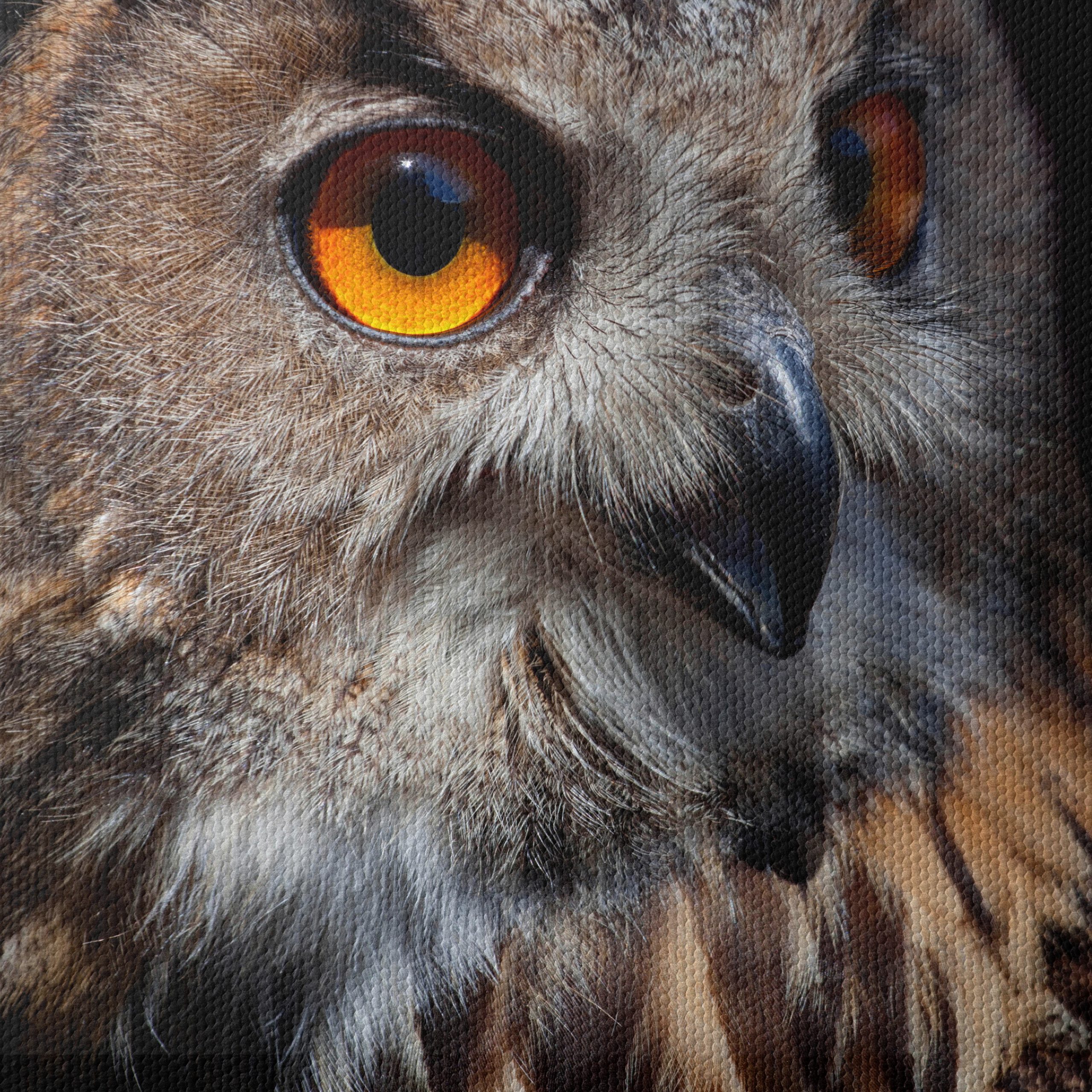 Detailed Portrait of an Owl - Image 4