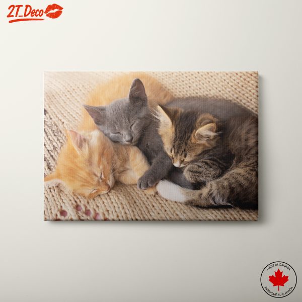 Three Adorable Kittens Sleeping Together