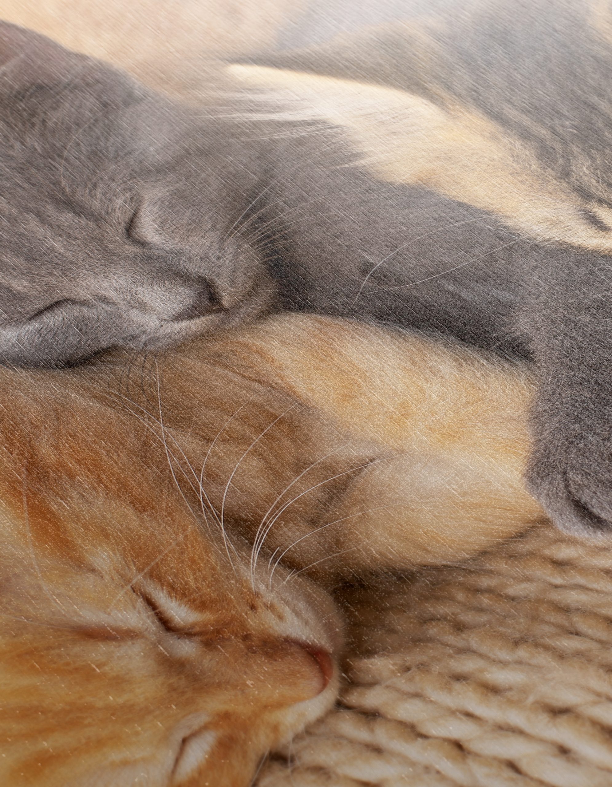 Three Adorable Kittens Sleeping Together - Image 12