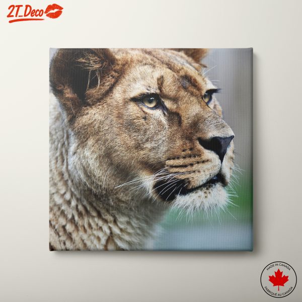 Lioness Close-Up