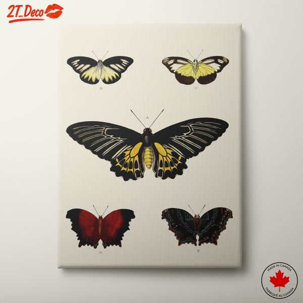 Various Species of Butterflies Art